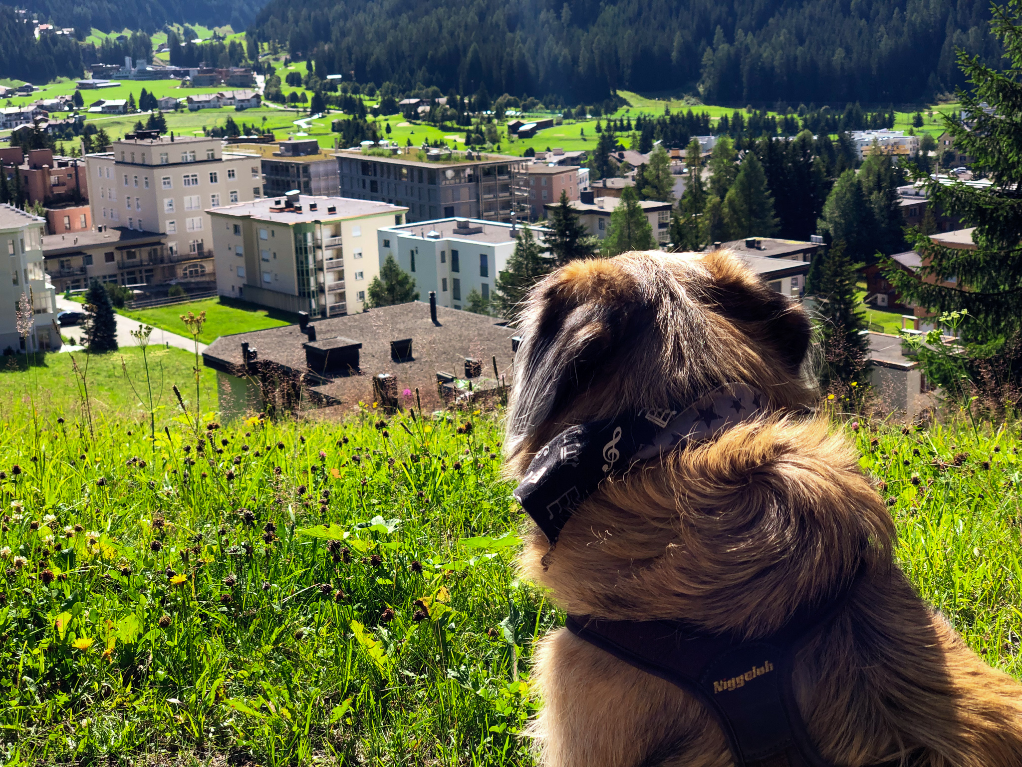 Mit Hund durch Europa - Davos