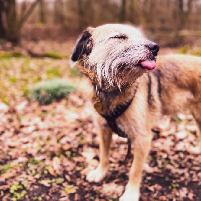 Gassigeschichte 15 &quot;Mein Hund beißt halt, wenn er kleine Hunde sieht!&quot;