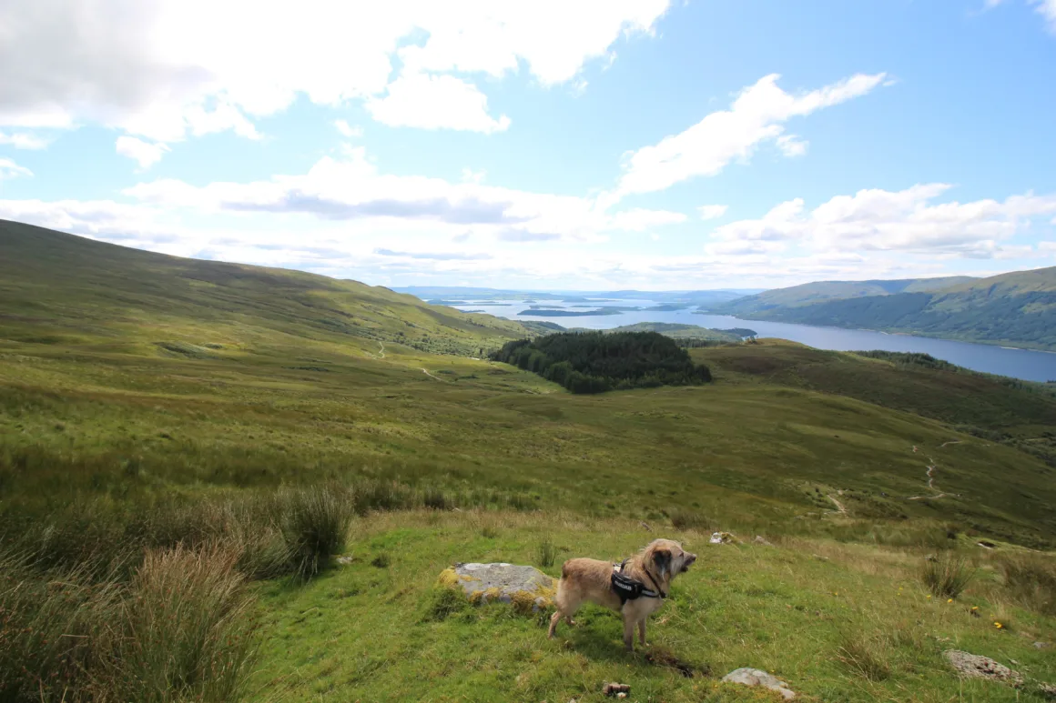 Boerne auf dem Ben Lomond
