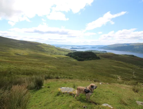 Boerne auf dem Ben Lomond