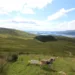 Boerne auf dem Ben Lomond