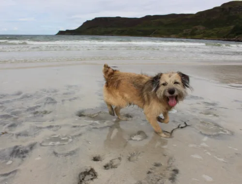 Boerne am Strand