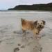 Boerne am Strand